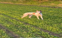 Whippet dogs for stud: PROVEN PEDIGREE WHIPPET FOR STUD in Doncaster - Image 3
