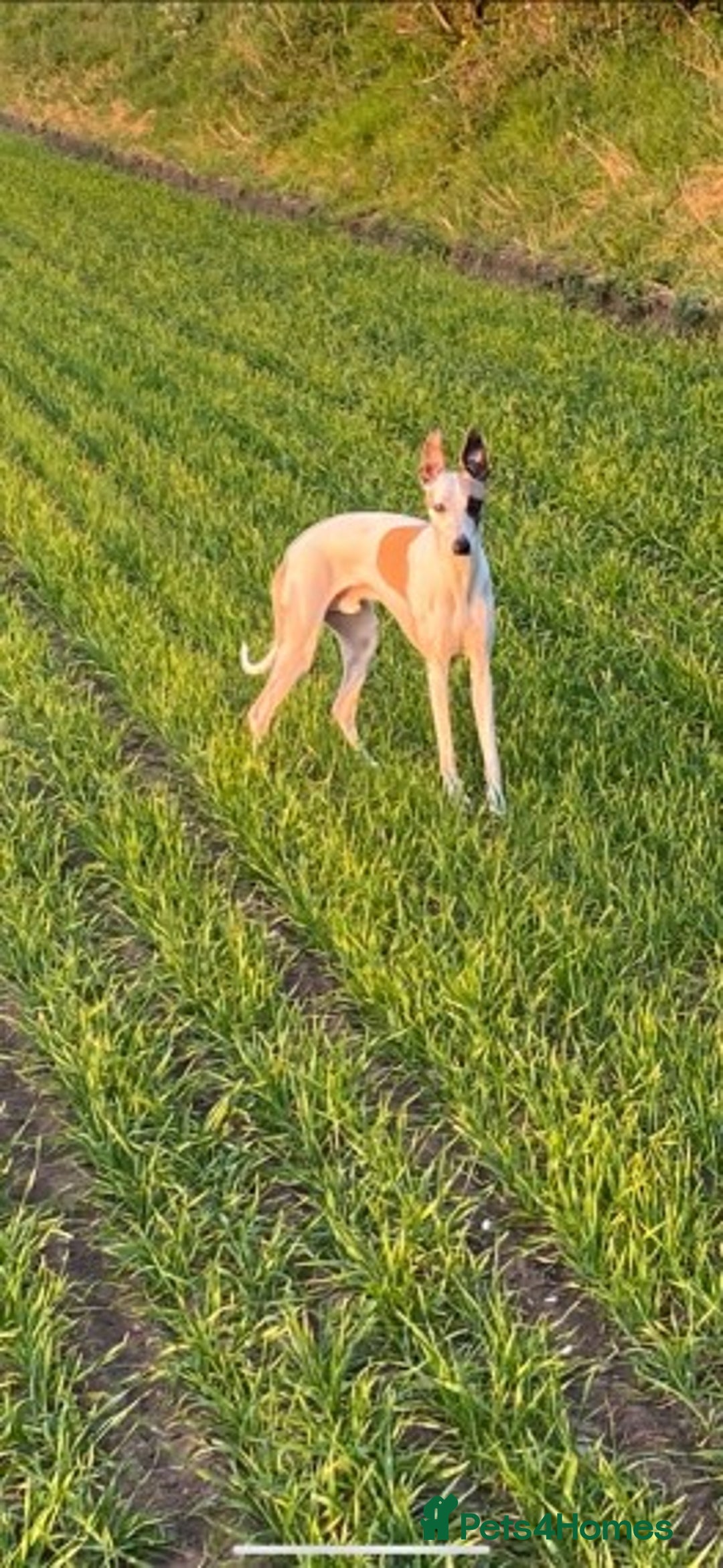 Whippet dogs for stud: PROVEN PEDIGREE WHIPPET FOR STUD in Doncaster - Image 3