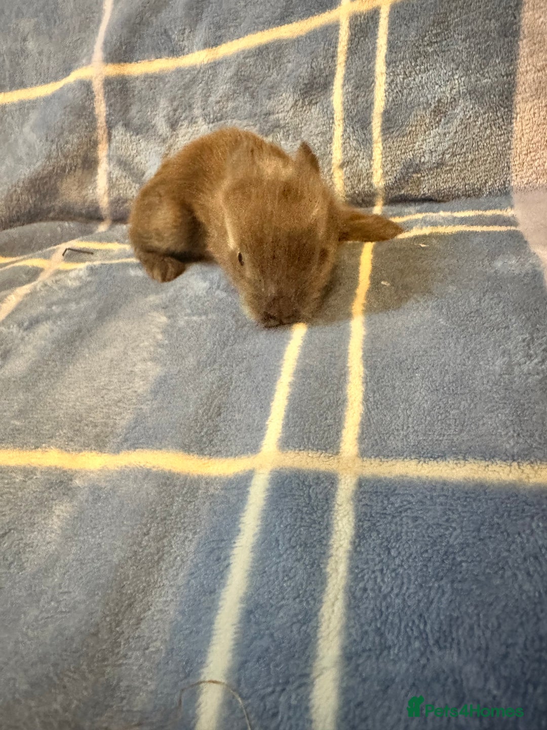 Mini Lion Lop rabbits for sale: Gorgeous lion lop babies  - Image 11