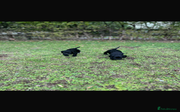 Cocker Spaniel dogs for sale: Working Cocker Spaniel Puppies - Image 6