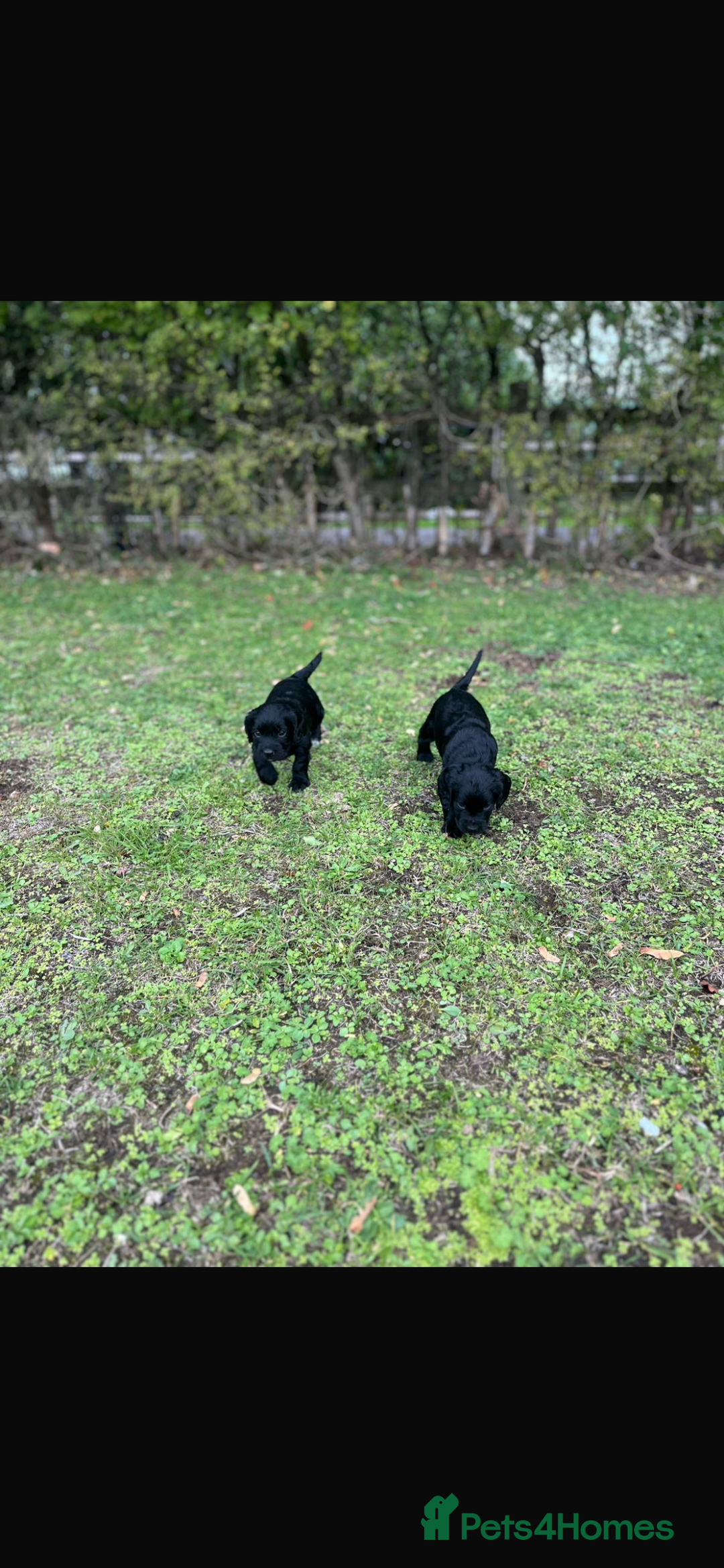 Cocker Spaniel dogs for sale: Working Cocker Spaniel Puppies - Image 6