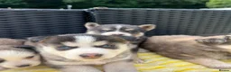 Pomsky dogs for sale: Pomsky puppys in Cardiff - Advert 3