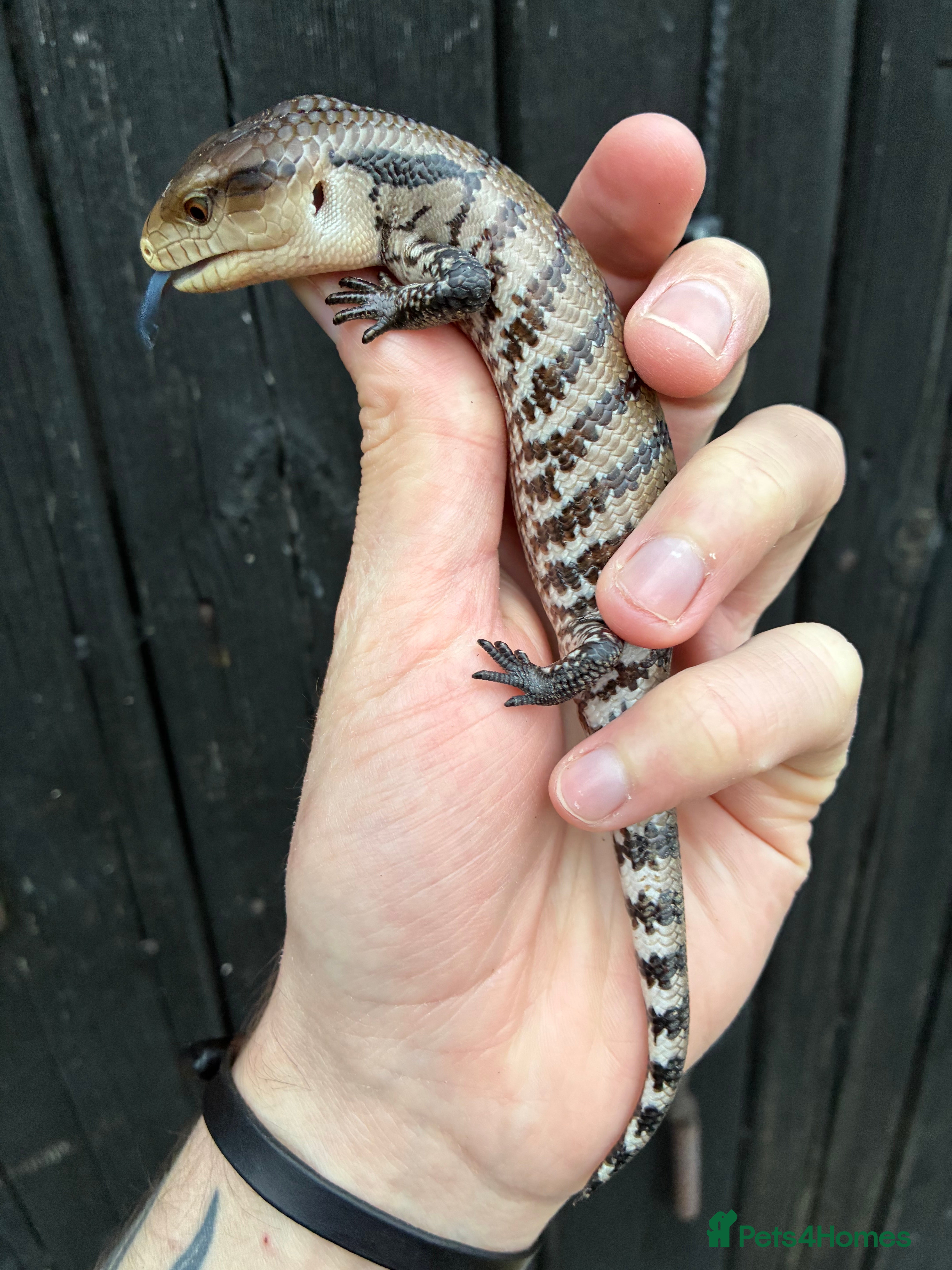 Skink reptiles Merauke Blue Tongue Skink babies - Advert 3