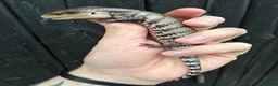 Skink reptiles for sale: Merauke Blue Tongue Skink babies - Advert 1
