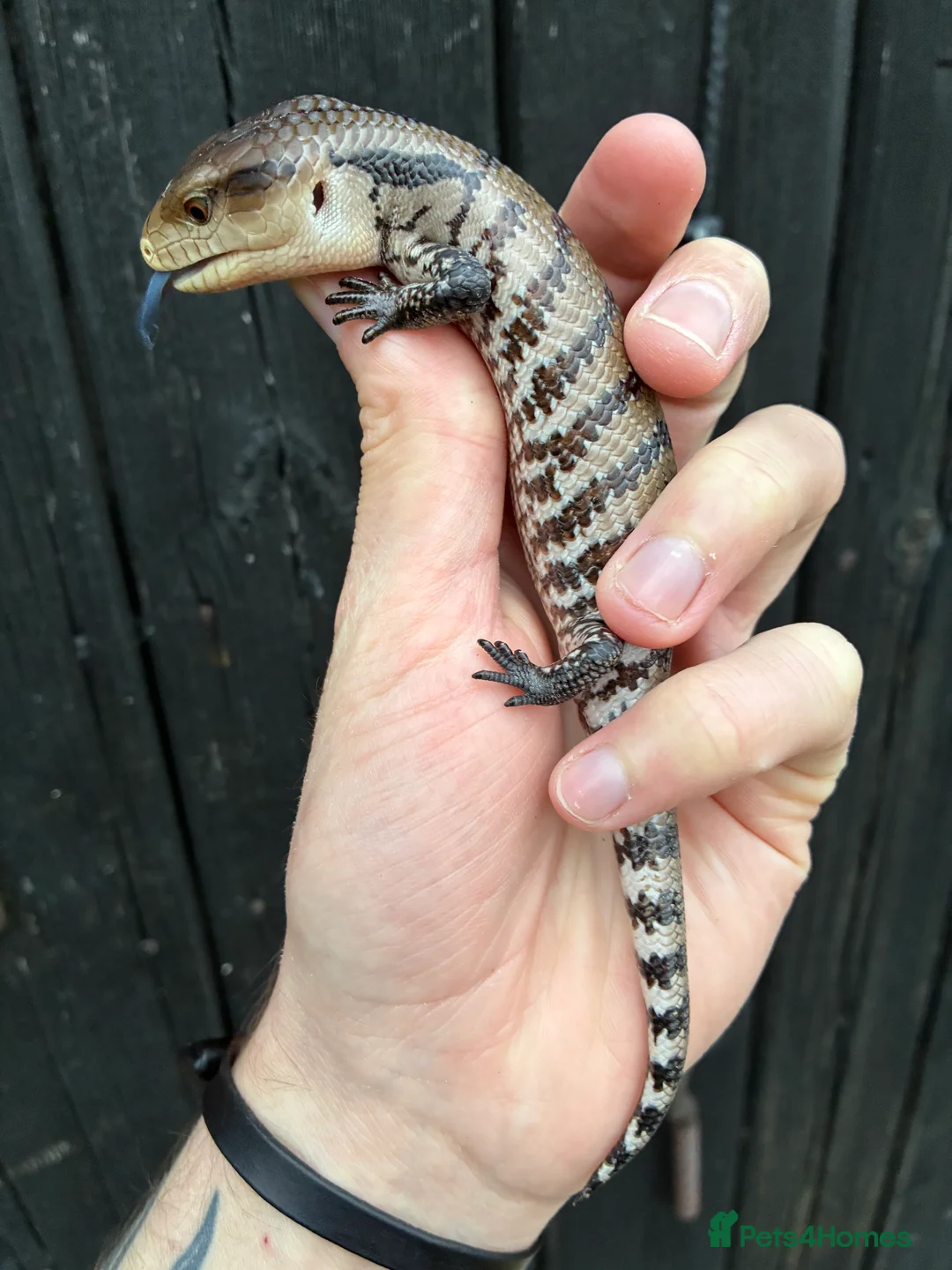 Skink reptiles for sale: Merauke Blue Tongue Skink babies - Advert 1