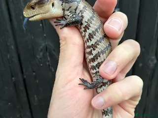 Skink reptiles Merauke Blue Tongue Skink babies - Advert 12