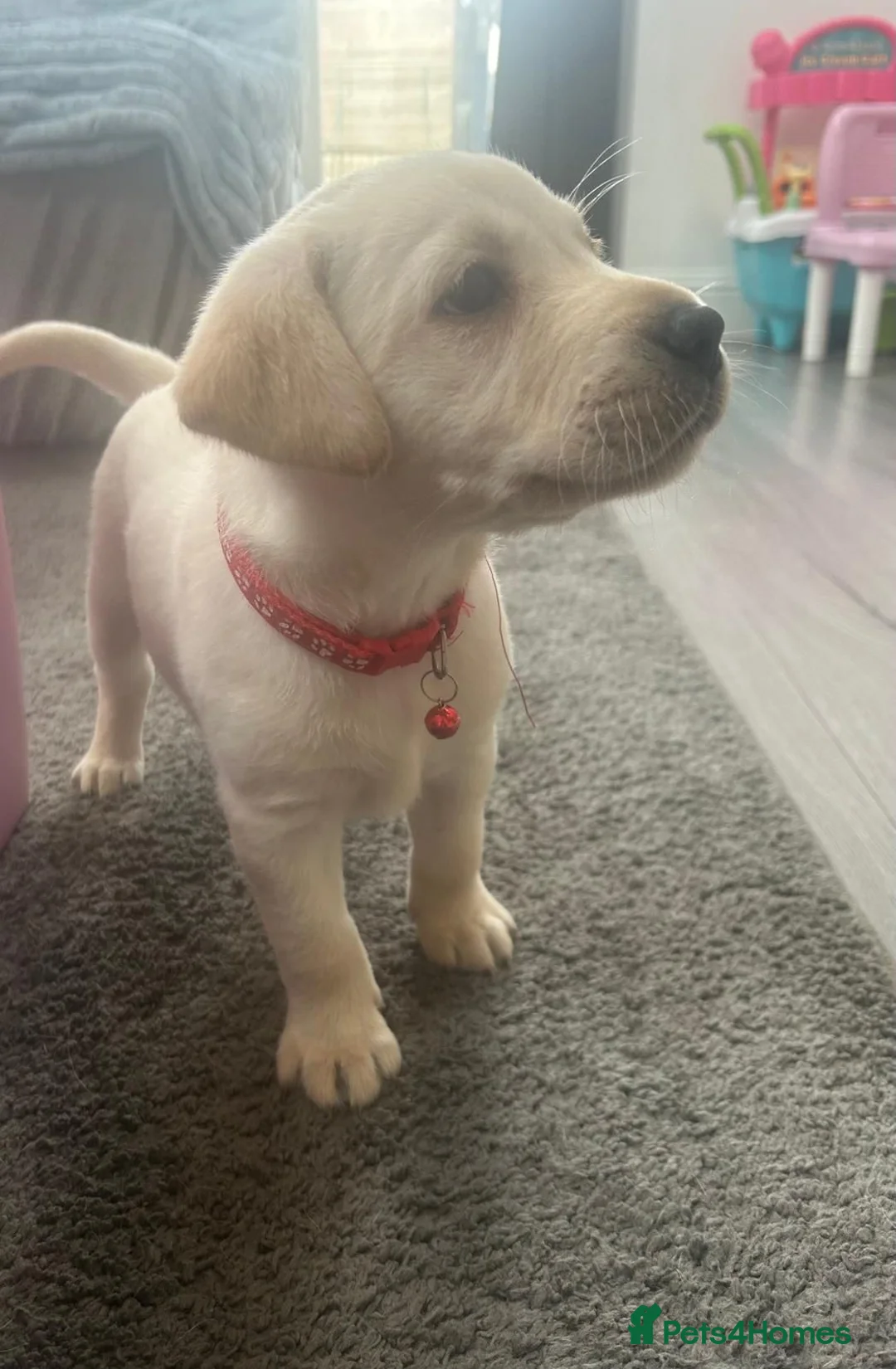 Labrador Retriever dogs for sale: KC Registered Labrador Puppies  - Advert 31