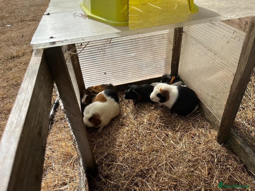 Guinea Pig rodents for sale: Guinea pigs in Paignton - Advert 2