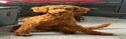 Toy Poodle dogs for stud: KC Pedigree Red Toy Poodle for Stud - Advert 12