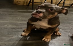 Mixed Breed dogs for sale: 2 mixed breed pups  - Image 4