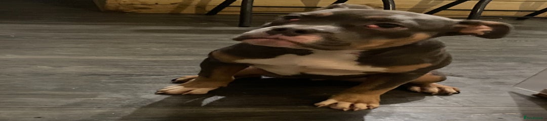 Mixed Breed Puppy 2