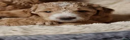 Goldendoodle dogs for sale: Exceptional Health tested Goldendoodle puppies - Advert 12