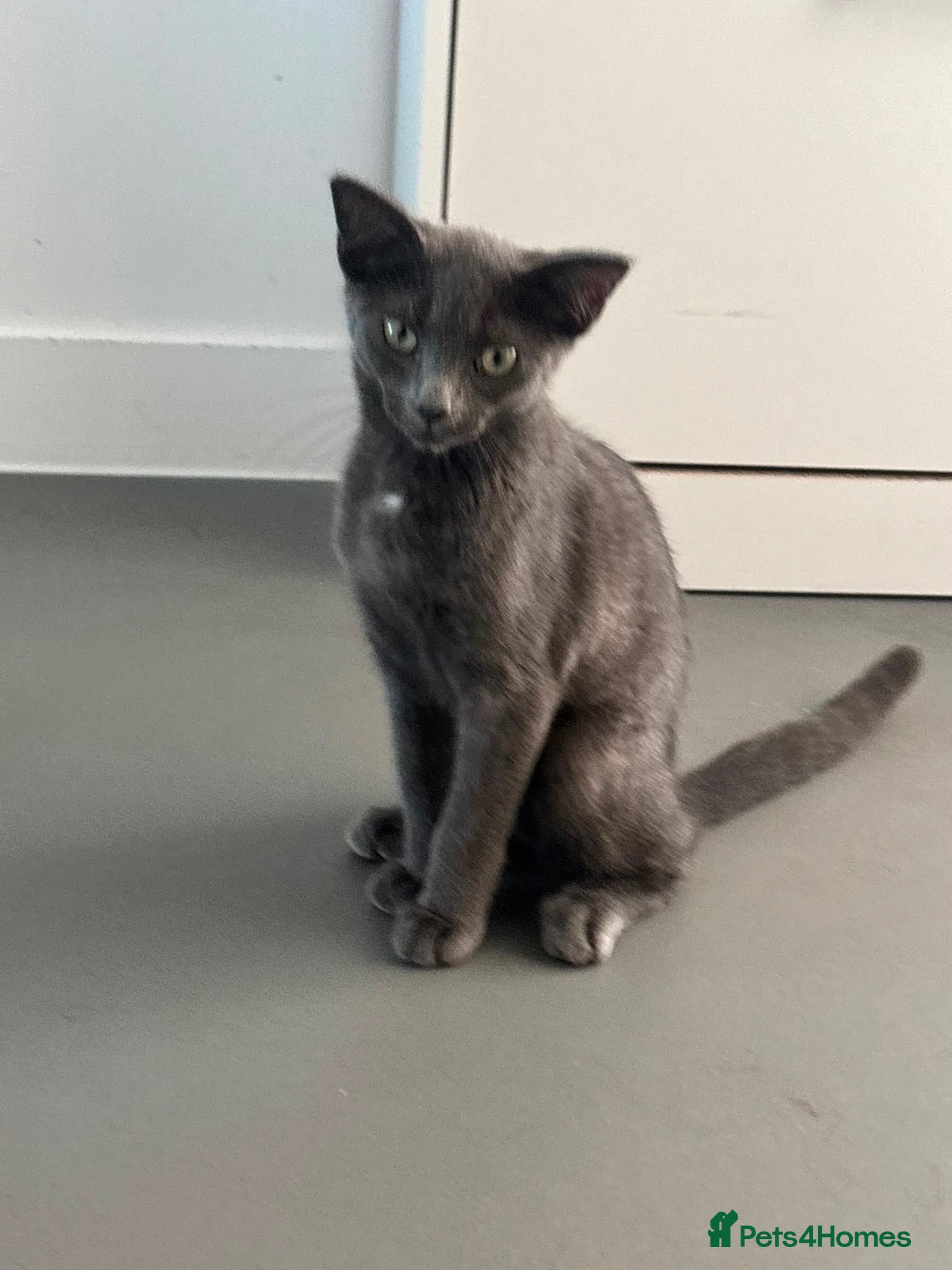 Scottish Fold cats Skyyy - Advert 3