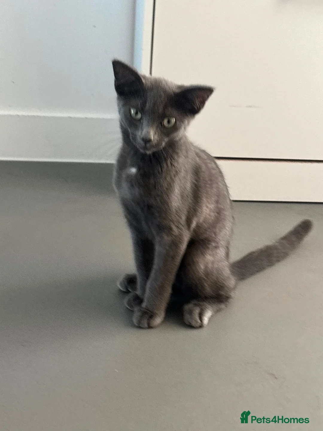 Scottish Fold cats for sale: Skyyy - Advert 1