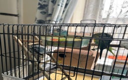 Budgerigars birds for sale: 4 Beautiful Budgies 2 Males 2 Females - Image 10