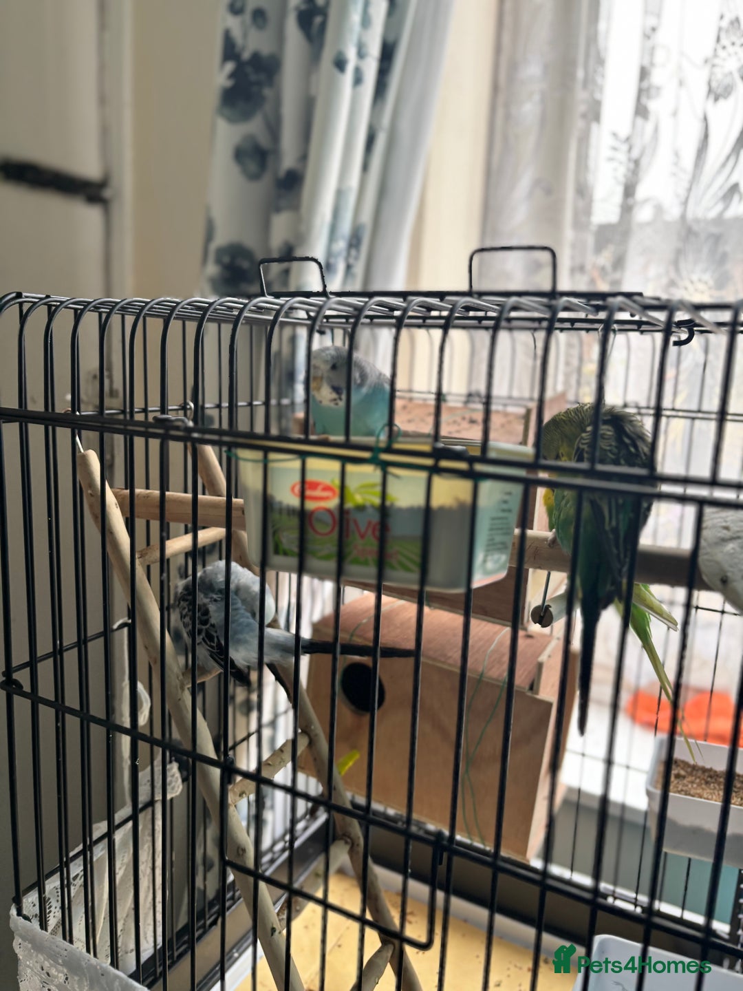 Budgerigars birds for sale: 4 Beautiful Budgies 2 Males 2 Females - Image 10