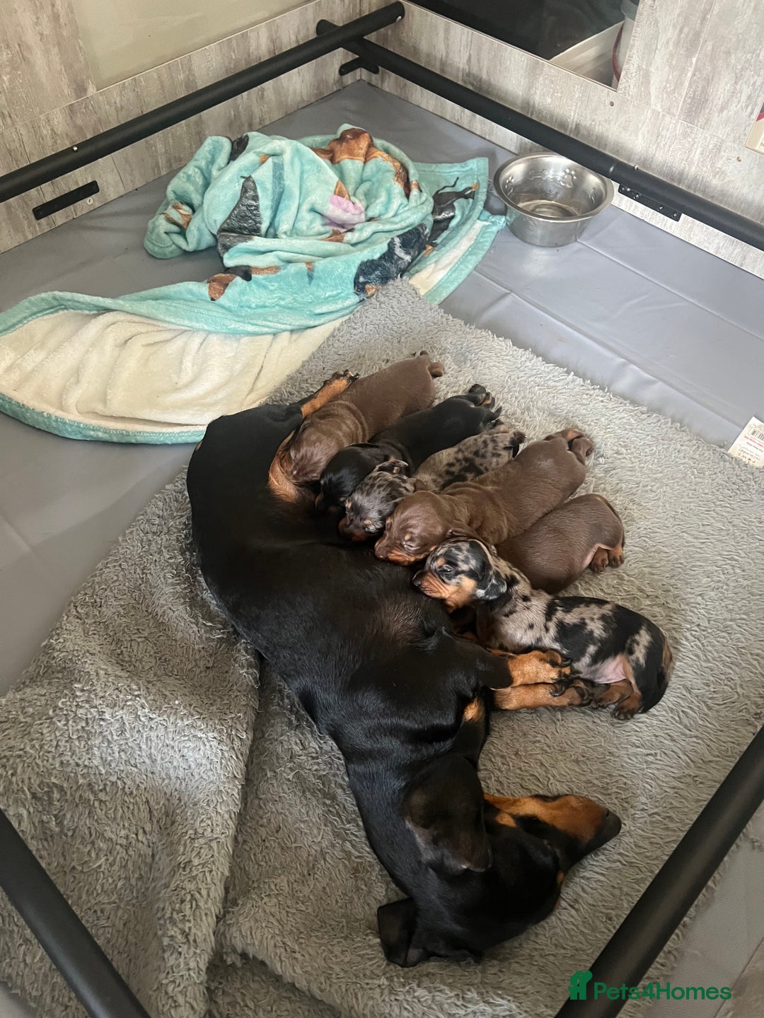 Miniature Dachshund dogs for sale: Champion line miniature Dachshunds KCREG PRACLEAR  - Image 1