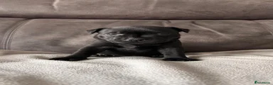 Staffordshire Bull Terrier 5