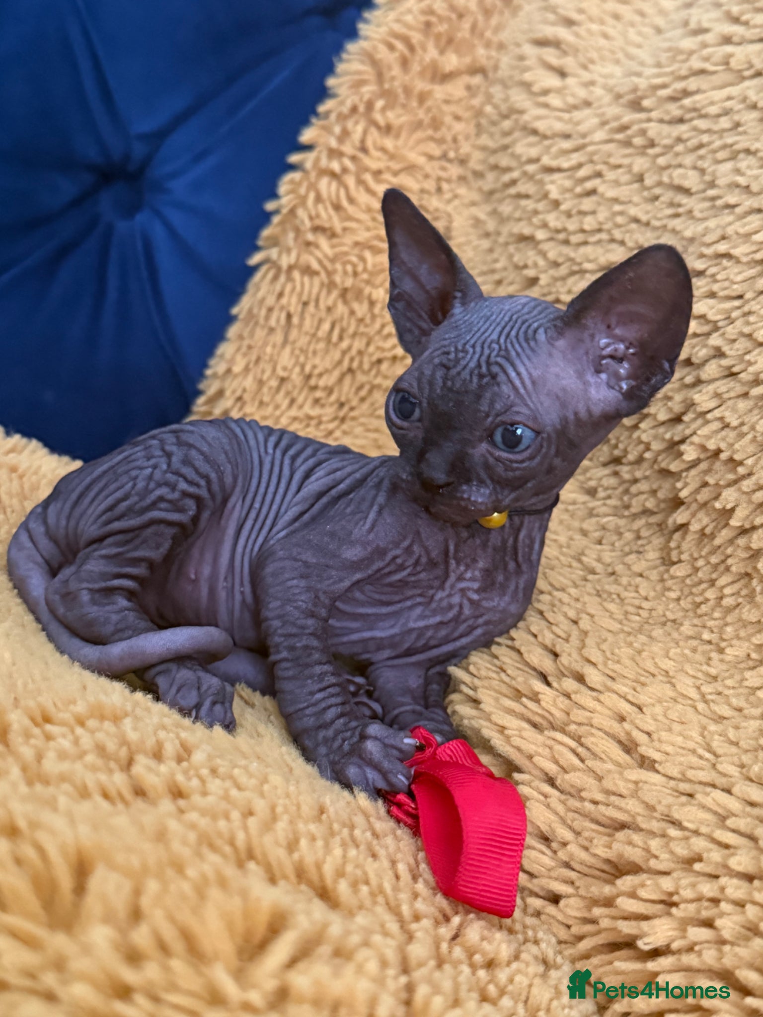 Sphynx cats Only 1 Black boy left!♥️ - Advert 5