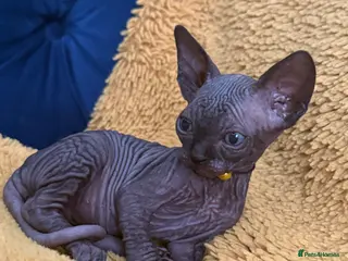 Sphynx cats Only 1 Black boy left!♥️ - Advert 5