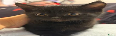 Bean