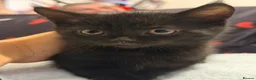 British Shorthair cats for sale: British short hair  - Advert 2