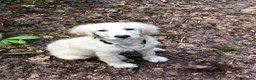 Goldendoodle dogs for stud: Proven F1 Goldendoodle for Stud in Penzance - Advert 23