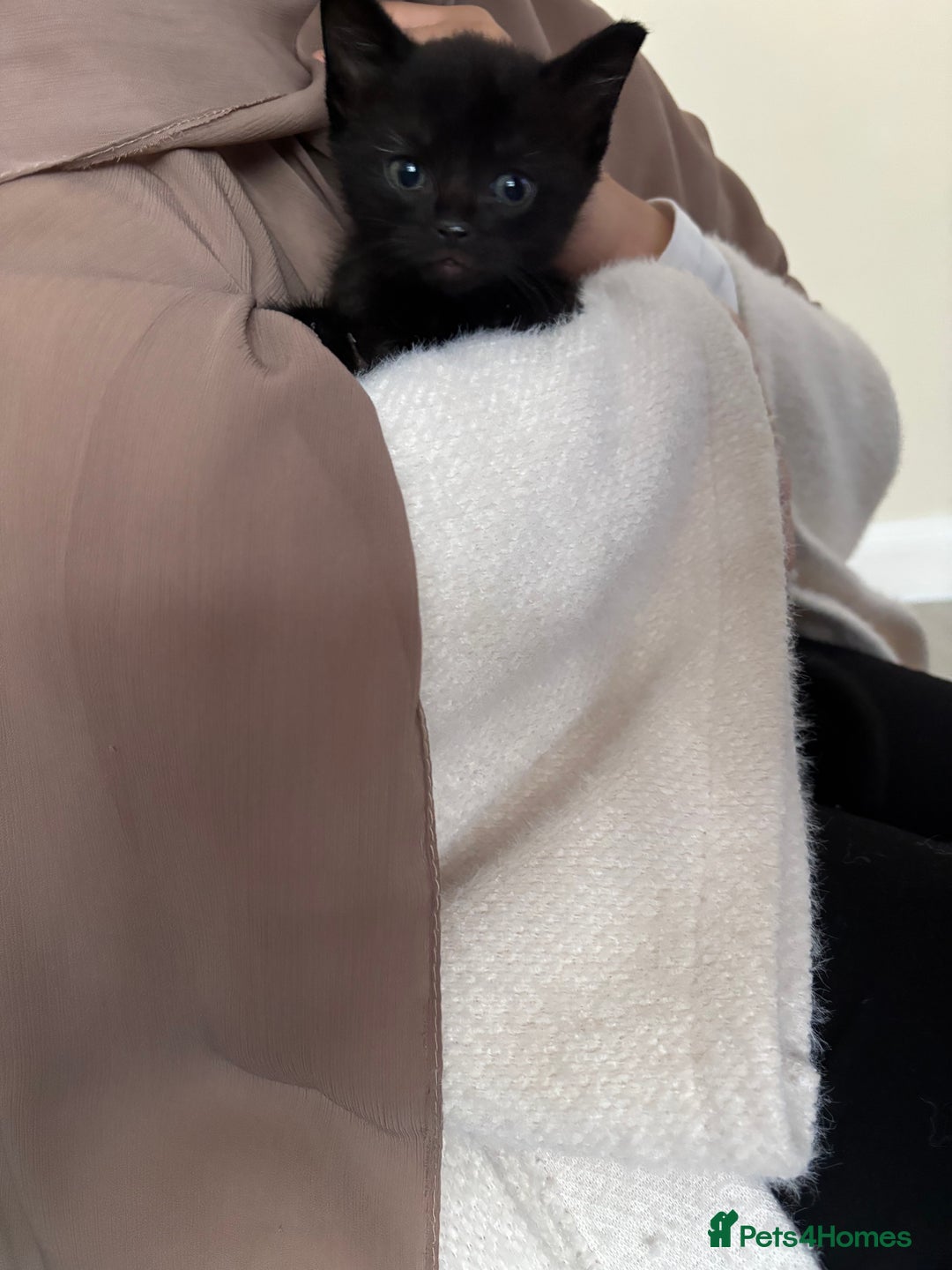 Mixed Breed cats for sale: Need to go ASAP - Image 5