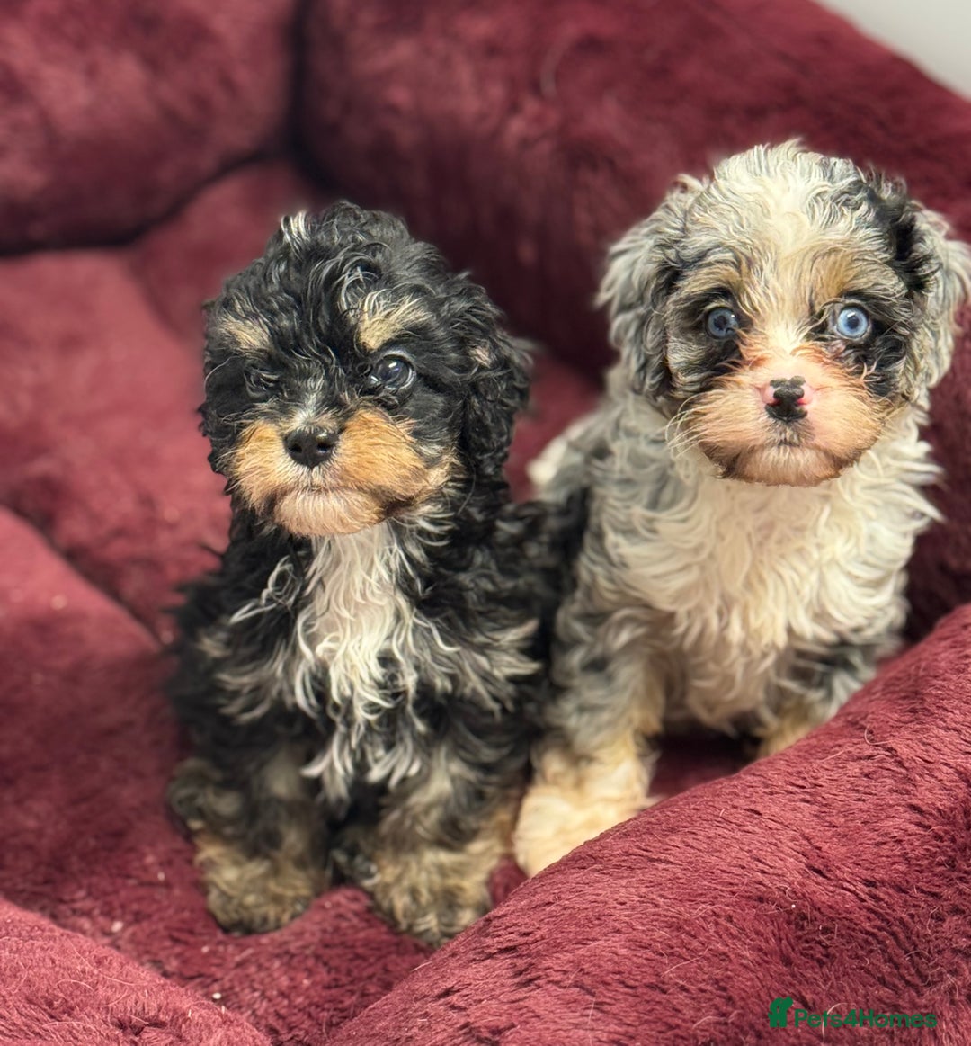 Cavapoo dogs for sale: Cavapoo puppies f1  - Advert 7