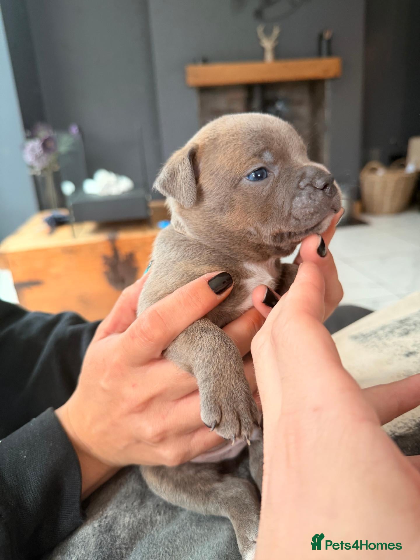 Staffordshire Bull Terrier dogs Staffordshire Bull Terrier Pups (KC Registered)  - Advert 10