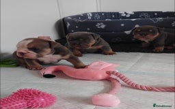 English Bulldog dogs for sale: Beautiful English Bulldog Puppies - Image 32