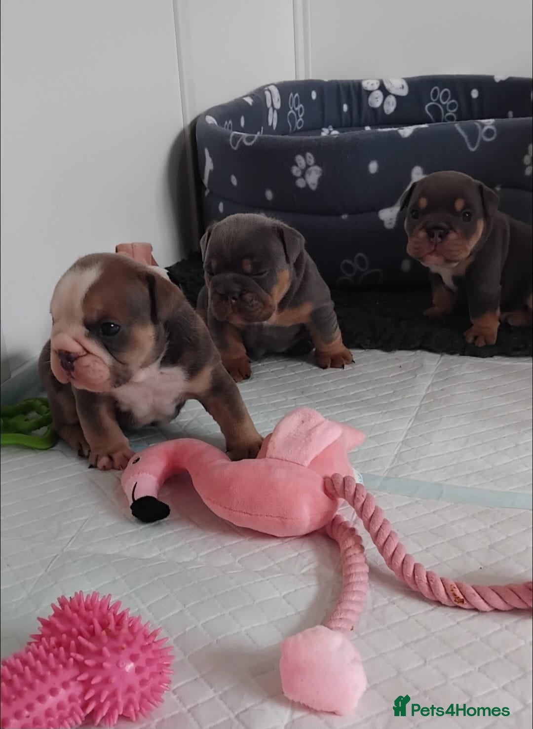 English Bulldog dogs for sale: Beautiful English Bulldog Puppies - Image 32