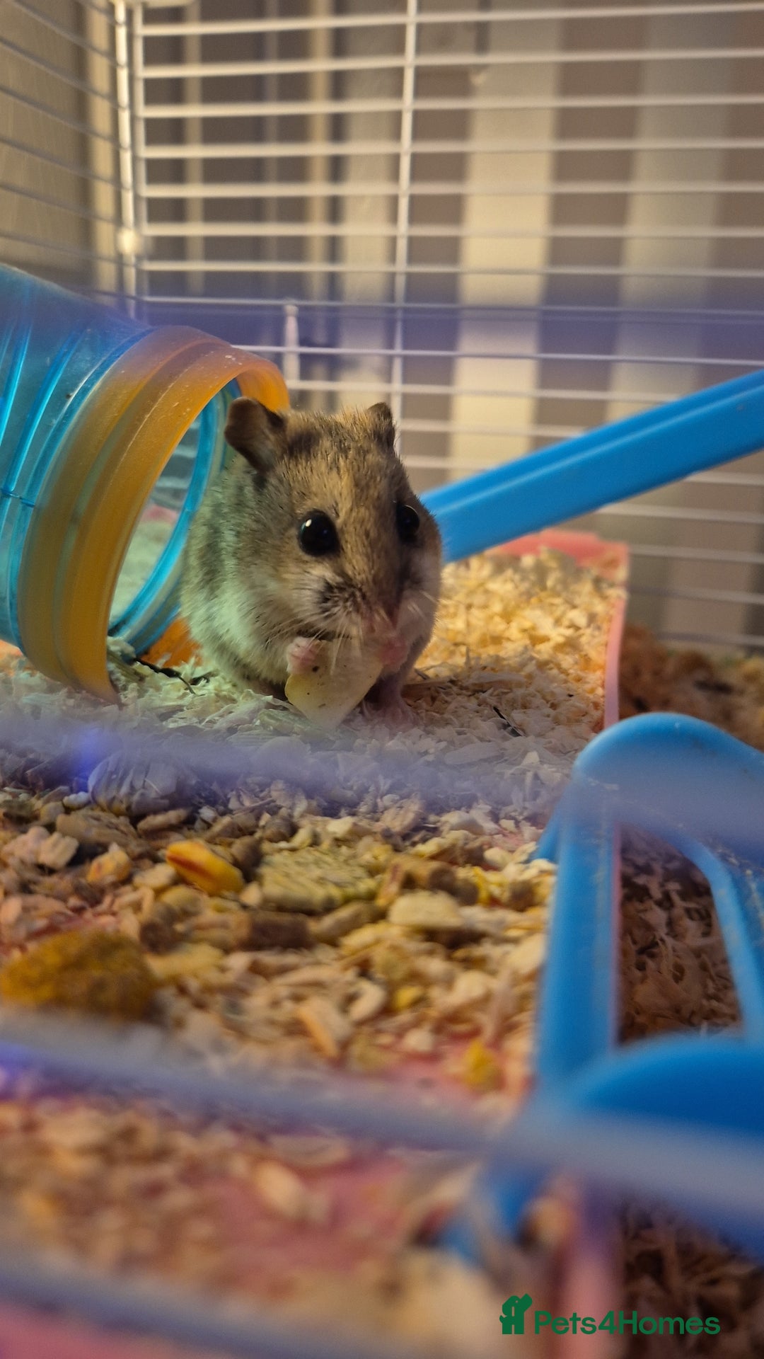 Hamster rodents for sale: Chinese Hampster - Advert 4