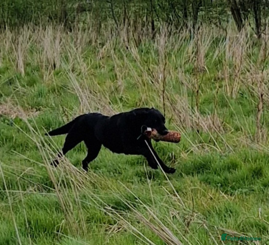 Labrador Retriever dogs for sale: K.C. Black lab girl puppy ready now - Advert 2