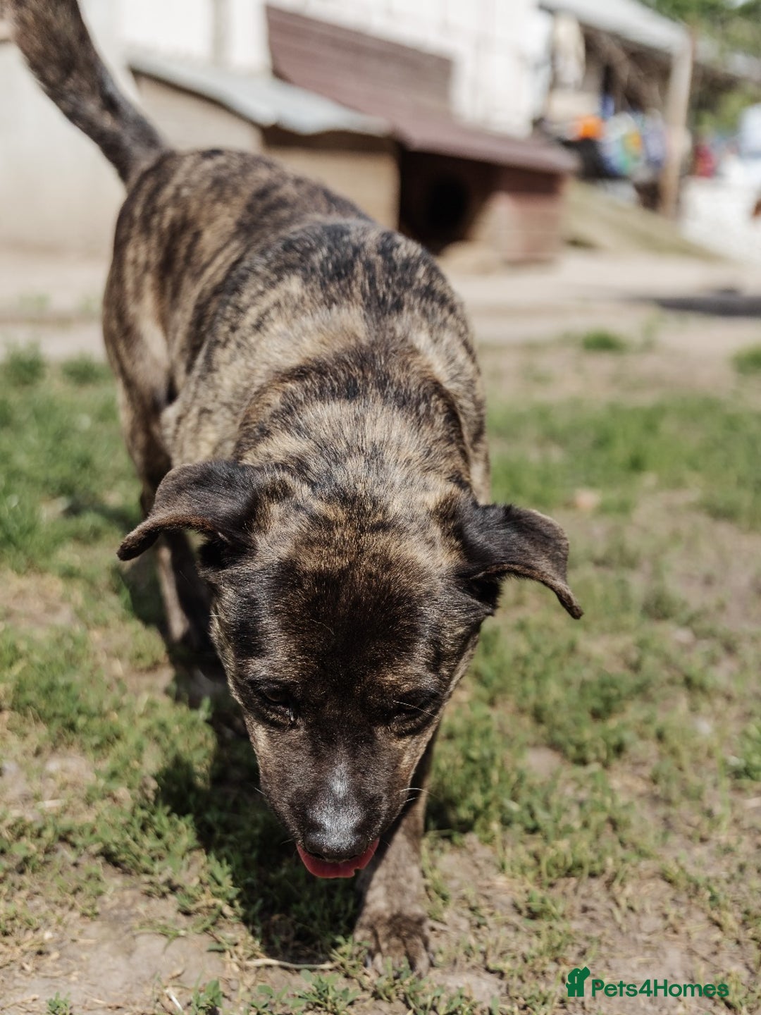 Mixed Breed dogs for adoption: 💖🐶 DANA 🐶💖 - Image 6
