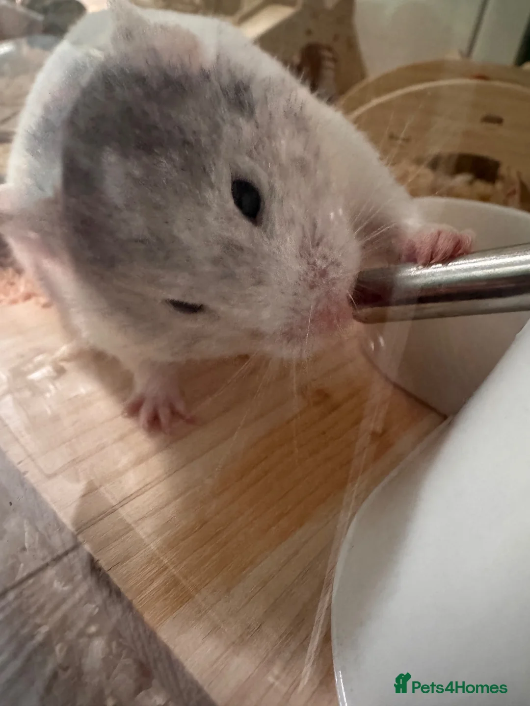 Hamster rodents for sale: Hamster in Rotherham - Advert 7