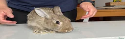 Mixed Breed rabbits for sale: Stunning, Hand-Reared Bunnies Seeking Forever home - Advert 10