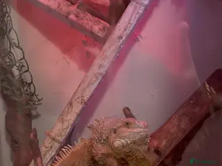 Iguana reptiles RED IGUANA ADULT MALE - Advert 2