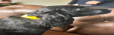 Cocker Spaniel 2