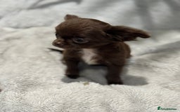 Chihuahua dogs for sale: KC REG TINY  CHIHUAHUAS  in Airdrie - Image 8