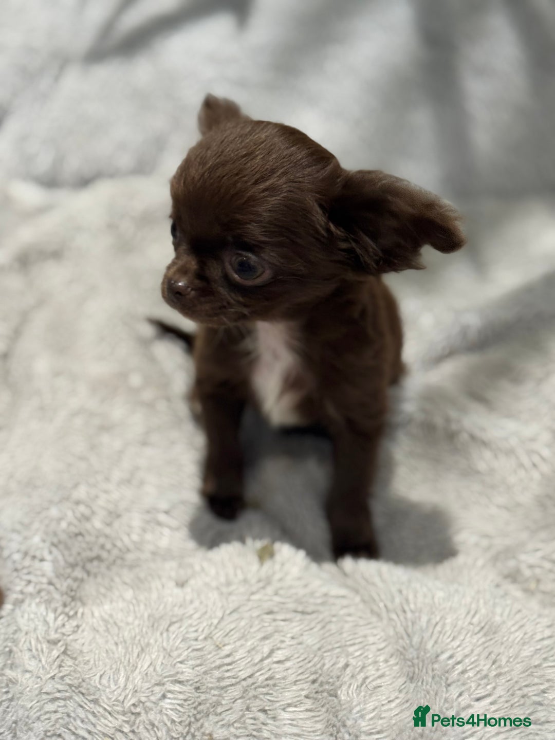 Chihuahua dogs for sale: KC REG TINY  CHIHUAHUAS  in Airdrie - Image 8