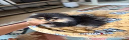 Pomeranian dogs for sale: KC Registered Black & Tan Pomeranian Boy Puppy  - Advert 5