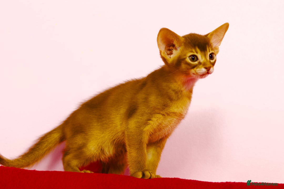 Abyssinian cats for sale: Stunning sorrel and usual Abyssinian kittens  - Image 8
