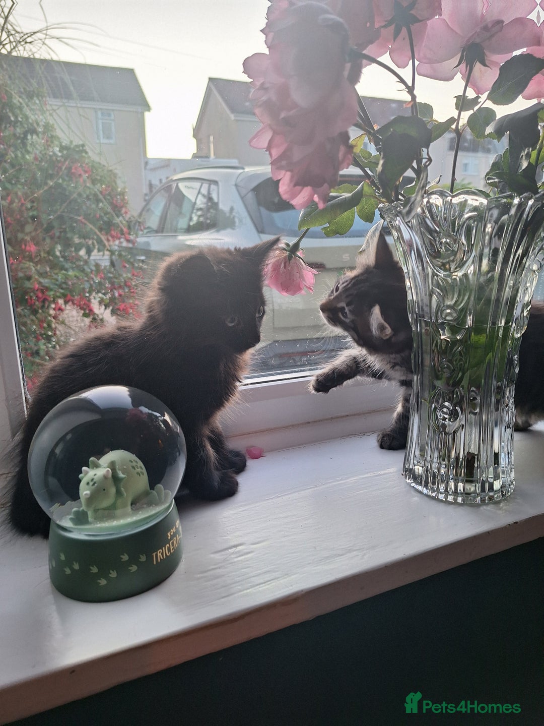 Domestic Shorthair cats for sale: 2 male kittens ready to leave today!  - Image 18