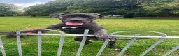 Presa Canario dogs for sale: 10 months presa canario in Edinburgh - Advert 2