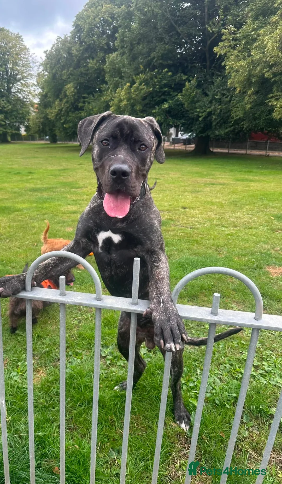 Presa Canario dogs for sale: 10 months presa canario in Edinburgh - Advert 2