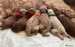 Australian Labradoodle dogs for sale: Aussie Doodles - 1 boy & 1 girl available  - Image 10