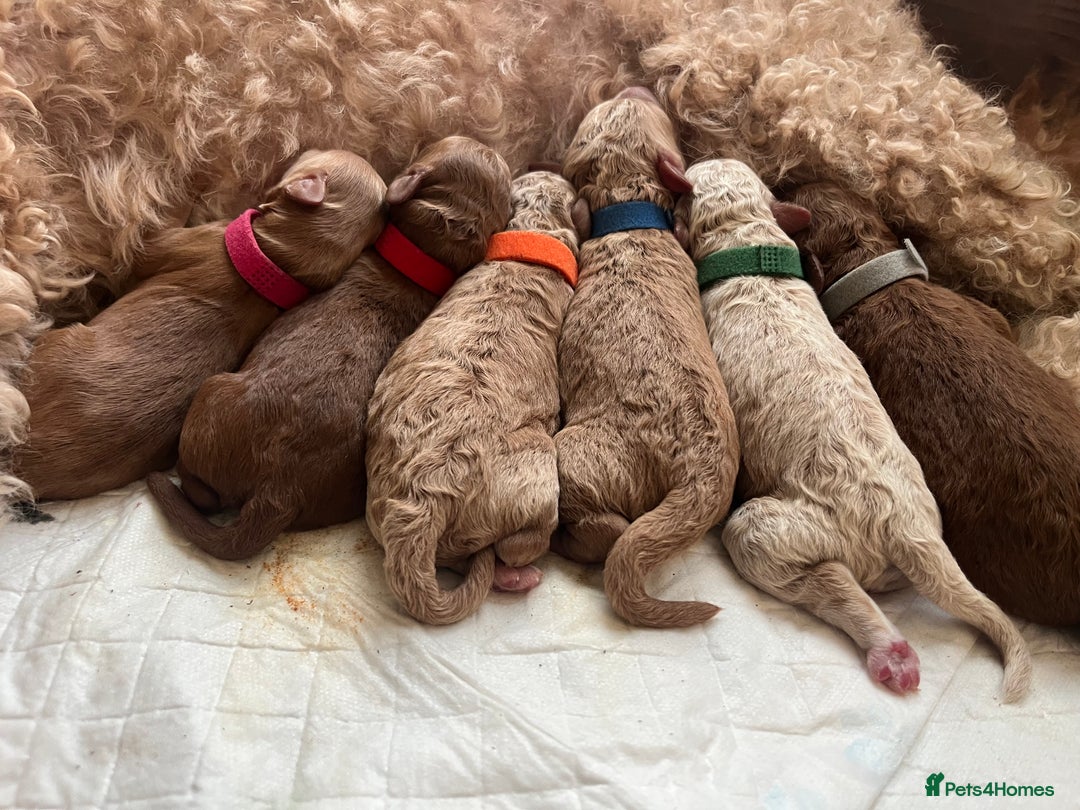 Australian Labradoodle dogs for sale: Aussie Doodles - 1 boy & 1 girl available  - Image 10