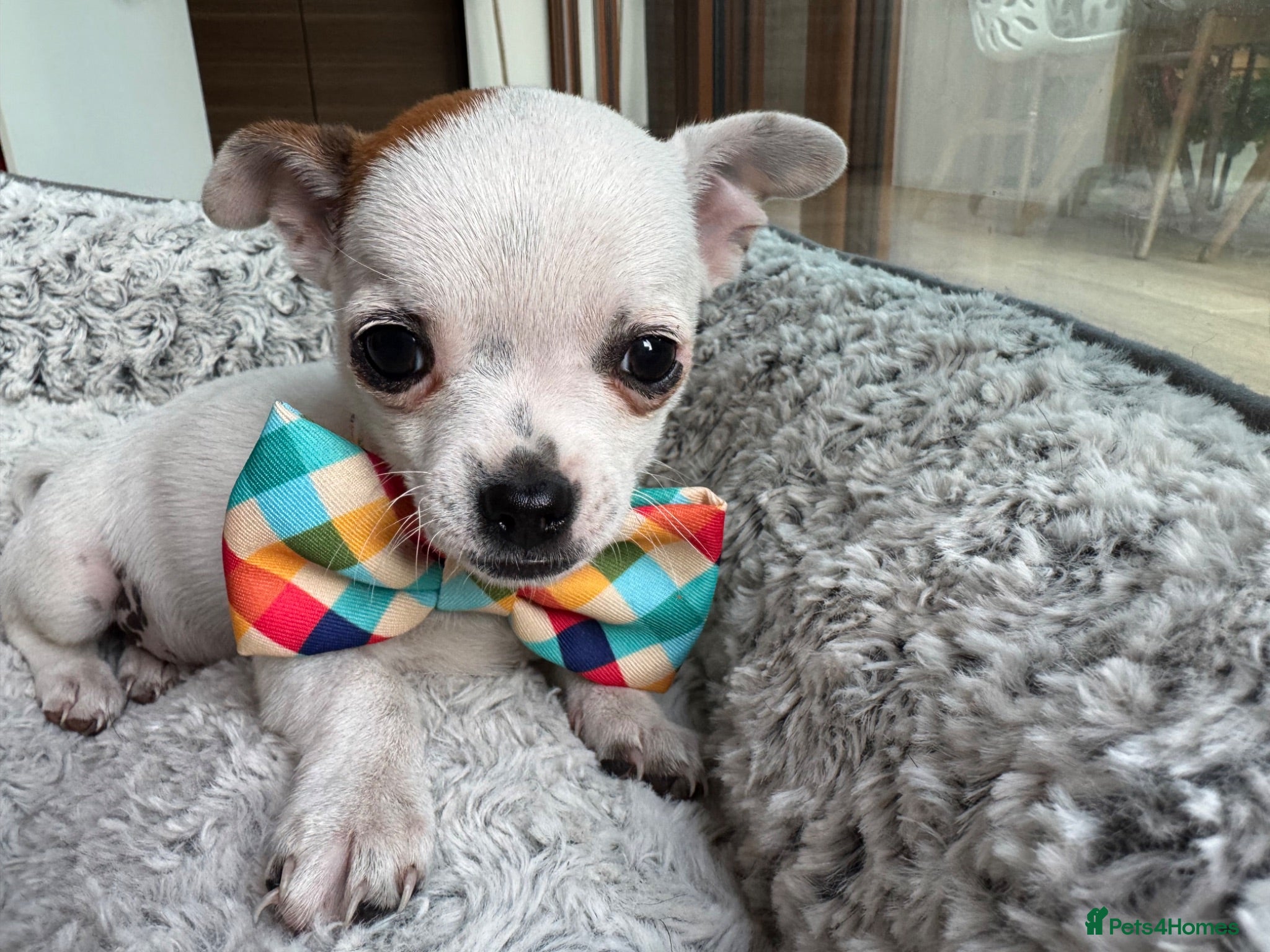 Chihuahua dogs Last 2 of 5 Adorable Chihuahua Puppies - Advert 2