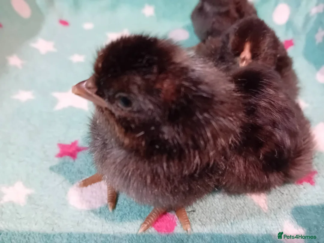 Chickens poultry for sale: Chicks looking for loving homes 🐥 - Advert 5